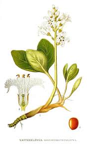 Attēlu rezultāti vaicājumam “Menyanthes trifoliata”