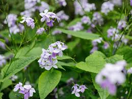 Attēlu rezultāti vaicājumam “Lunaria rediviva leaf”