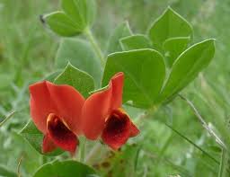 Image result for Lotus tetragonolobus