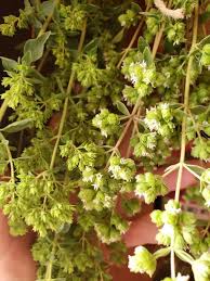 Attēlu rezultāti vaicājumam “Origanum vulgare bud”