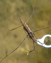 Attēlu rezultāti vaicājumam “Aquarius najas”