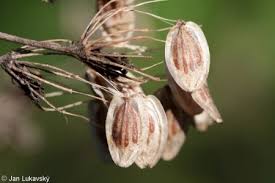 Attēlu rezultāti vaicājumam “Heracleum sosnowskyi flower”