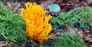 Attēlu rezultāti vaicājumam “Calocera viscosa”