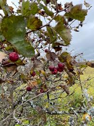 Attēlu rezultāti vaicājumam “Crataegus macracantha fruit”
