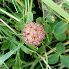Attēlu rezultāti vaicājumam “Trifolium fragiferum fruit”