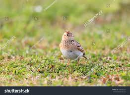 Attēlu rezultāti vaicājumam “Alauda arvensis adult”