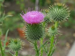 Attēlu rezultāti vaicājumam “Cirsium vulgare flower”