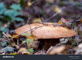 Attēlu rezultāti vaicājumam “Lepista sp.”