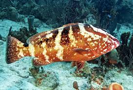 Image result for Epinephelus striatus