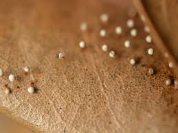 Attēlu rezultāti vaicājumam “Craterium leucocephalum var. scyphoides”