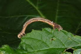 Attēlu rezultāti vaicājumam “Angerona prunaria”