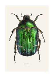 Attēlu rezultāti vaicājumam “Cetonia aurata imago”