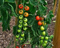 Attēlu rezultāti vaicājumam “Lycopersicon esculentum”