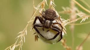 Attēlu rezultāti vaicājumam “Thomisidae”