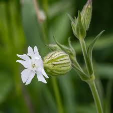 Attēlu rezultāti vaicājumam “Silene vulgaris flower”