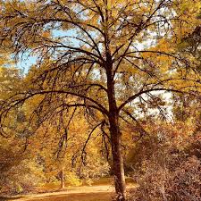 Attēlu rezultāti vaicājumam “Fraxinus excelsior Pendula female flower”