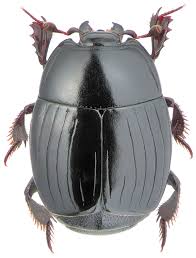 Attēlu rezultāti vaicājumam “Histeridae”