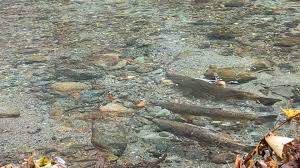 Image result for Oncorhynchus tshawytscha