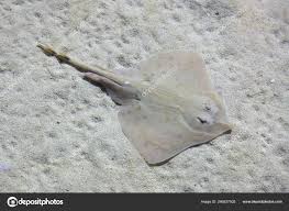 Image result for Raja undulata