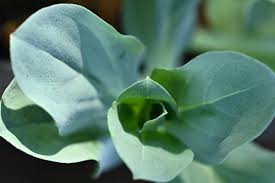 Attēlu rezultāti vaicājumam “Anthyllis maritima leaf”