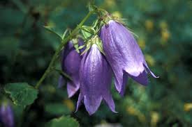 Image result for Campanula strigosa