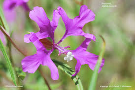 Attēlu rezultāti vaicājumam “Collaria rubens”