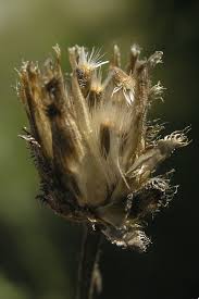 Attēlu rezultāti vaicājumam “Centaurea scabiosa bud”