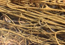 Attēlu rezultāti vaicājumam “Bryoria capillaris”