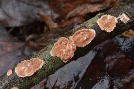 Attēlu rezultāti vaicājumam “Cylindrobasidium evolvens”