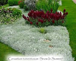 Image result for cerastium tomentosum