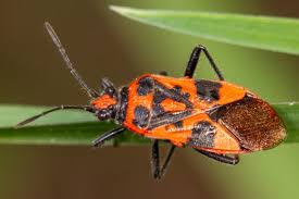 Attēlu rezultāti vaicājumam “Corizus hyoscyami imago”