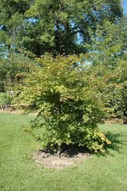 Attēlu rezultāti vaicājumam “Acer pseudosieboldianum”