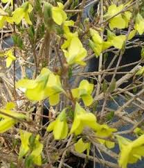 Attēlu rezultāti vaicājumam “Forsythia suspensa flower”