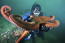 Image result for Enteroctopus dofleini