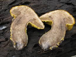 Attēlu rezultāti vaicājumam “Hypomyces chrysospermus”