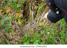 Attēlu rezultāti vaicājumam “Leporida”