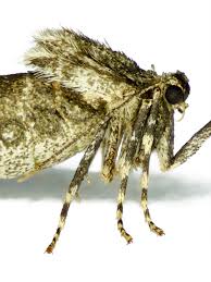 Attēlu rezultāti vaicājumam “Operophtera”