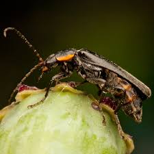 Attēlu rezultāti vaicājumam “Cantharis obscura”