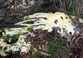 Attēlu rezultāti vaicājumam “Oligonema persimile sessile”