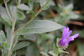 Image result for Aster amellus