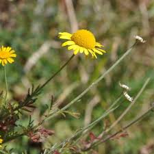 Attēlu rezultāti vaicājumam “Anthemis tinctoria flower”