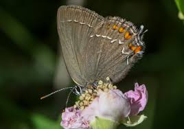 Attēlu rezultāti vaicājumam “Satyrium ilicis underside”