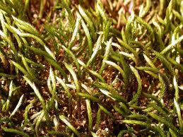 Attēlu rezultāti vaicājumam “Leucodon sciuroides”