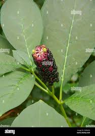 Attēlu rezultāti vaicājumam “Phytolacca acinosa leaf”