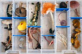 Attēlu rezultāti vaicājumam “Stemonitopsis amoena spores”