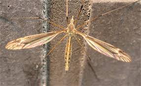 Attēlu rezultāti vaicājumam “Ptychoptera sp.”