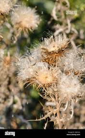 Image result for Ptilostemon afer