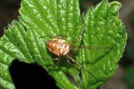 Attēlu rezultāti vaicājumam “Metellina segmentata”