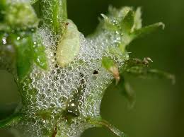 Attēlu rezultāti vaicājumam “Philaenus spumarius nymph”