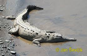 Image result for Crocodylus acutus